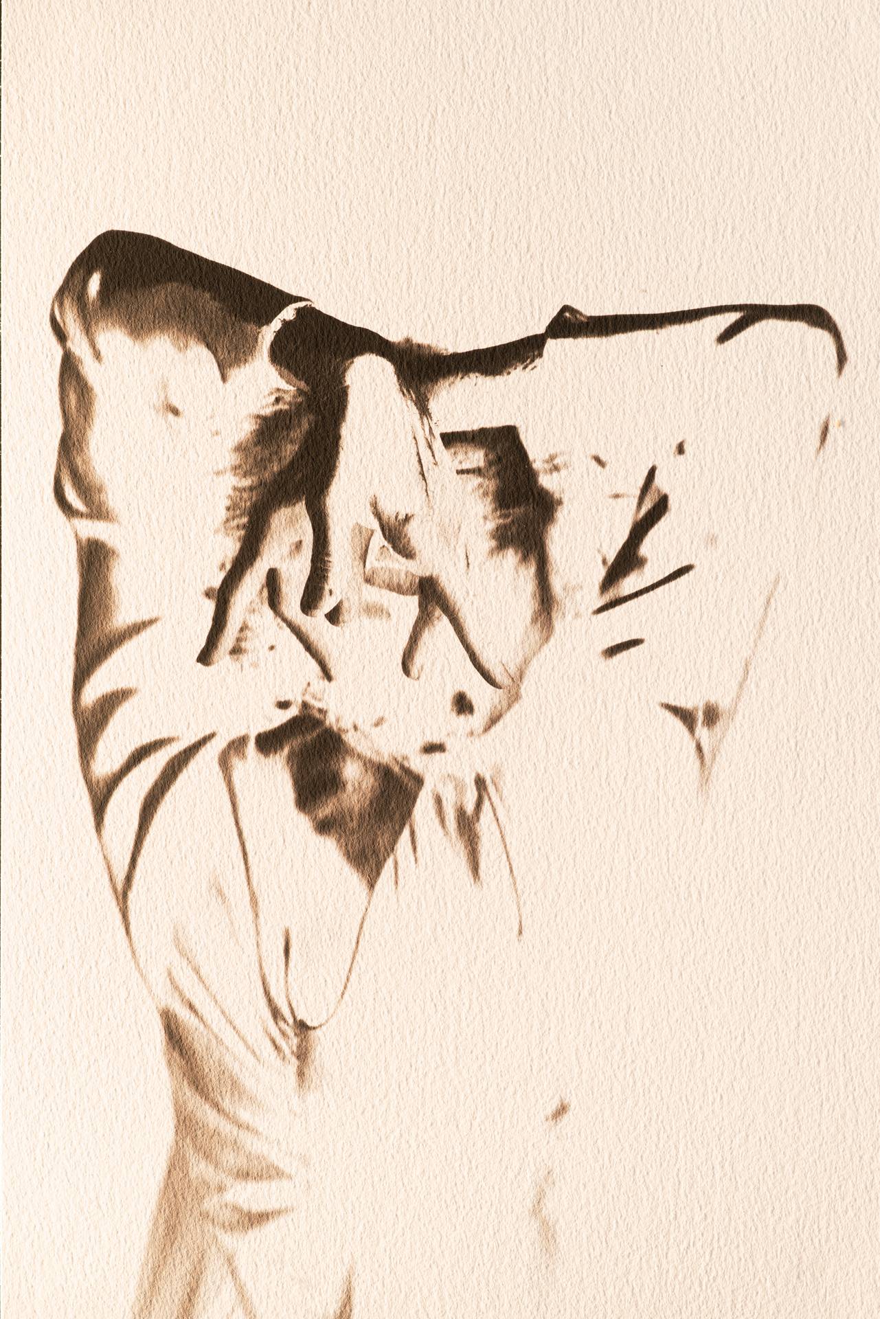 Trait dansé, détail