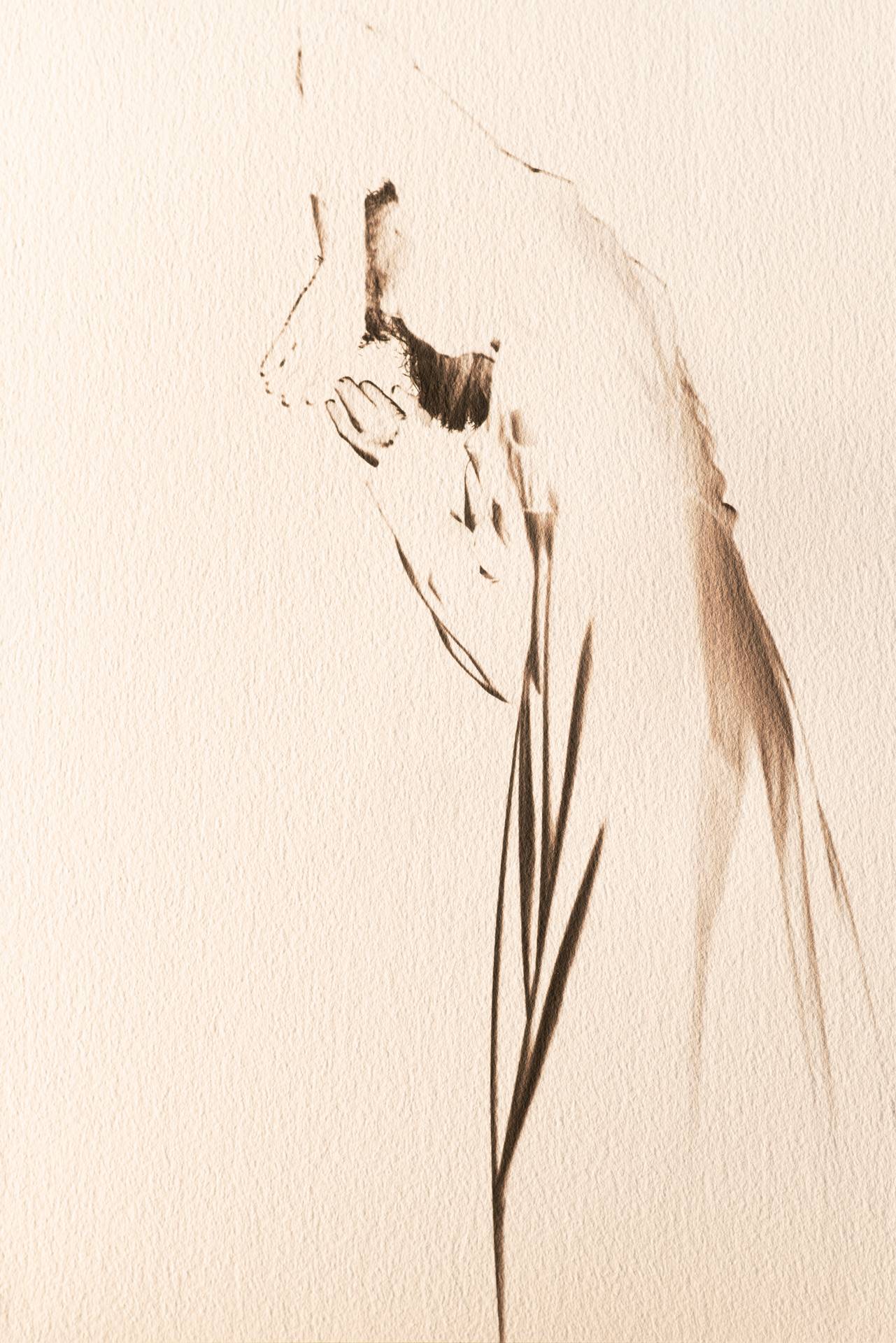 Trait dansé, détail